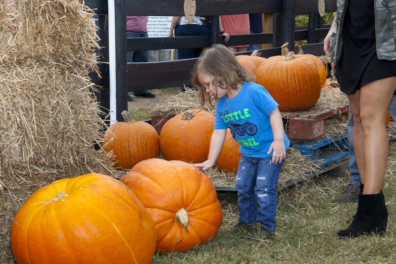 Some pumpkins are too big for most people to pick up at Buford Corn Maze. Photo: Courtesy of Morton, Vardeman & Carlson