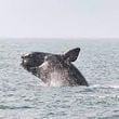 A North Atlantic right whale breaches the water off the U.S. East Coast. Pregnant whales calve in the waters off the coast of Georgia, where a 10-knot speed zone is in effect to protect the whales. A Georgia congressman wants to stop expansion of the speed zone to apply to smaller boats, saying it would put at risk harbor pilots who are ferried to and from freighters to bring them into port. (Courtesy of NOAA fisheries 2024)