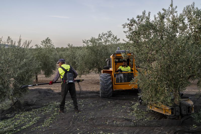 FILE - Day laborers work at the olive harvest in the southern town of Quesada, a rural community in the heartland of Spain's olive country on Oct. 28, 2022. Spain will temporarily eliminate sales tax on olive oil to help consumers cope with skyrocketing prices, the government said Tuesday 25, June 2024. (AP Photo/Bernat Armangue, File)