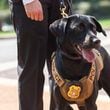 FILE: K9 Justice proudly displays her new badge after a pinning ceremony held at the Governor’s Mansion on Thursday, Sept 2, 2021.  (Jenni Girtman for The Atlanta Journal-Constitution)