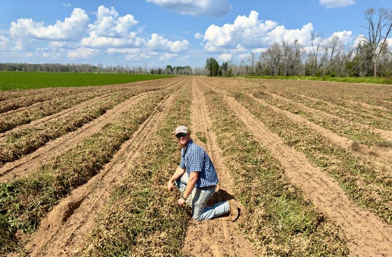 Peanut farmer Riley Davis kneels in a row of freshly dug peanuts in a field along the Webster County border south of Plains. (Joe Kovac Jr./AJC)