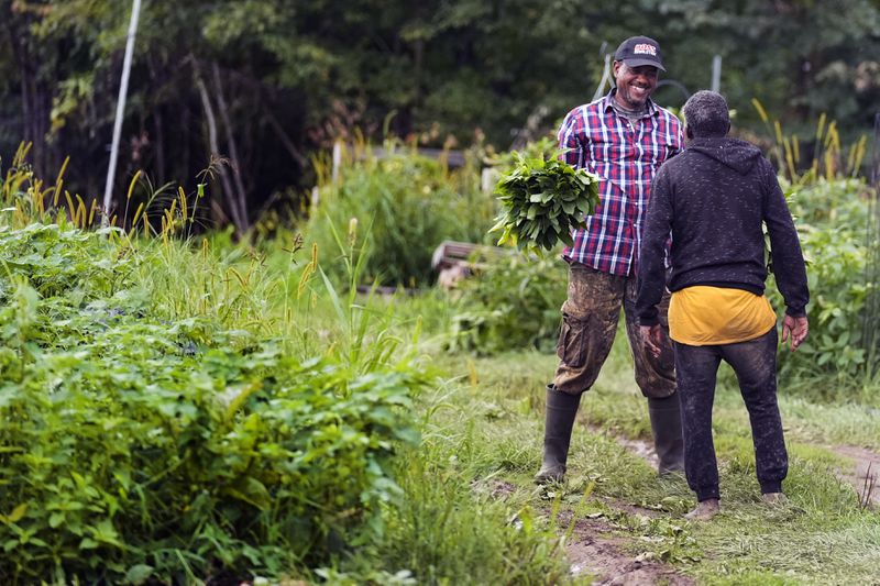 Farmer Sylvain Bukasa, a refugee from Democratic Republic of the Congo, chats with a fellow farmer Khamis Khamis, a refugee from Somalia, while harvesting vegetables at Fresh Start Farm, Aug. 19, 2024, in Dunbarton, N.H. (AP Photo/Charles Krupa)