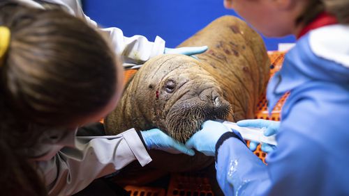 In this image provided by the Alaska SeaLife Center, Alaska SeaLife Center Animal Care Specialist Maddie Welch, left, and Veterinary Technician Jessica Davis feed an orphaned female Pacific walrus calf on Monday, July 22, 2024, in Seward, Alaska. The rescued calf arrived at the center from Utqiagvik, Alaska. Activities permitted by USFWS LOA-PER0051451. (Kaiti Grant/Alaska SeaLife Center, USFWS LOA-PER0051451 via AP)