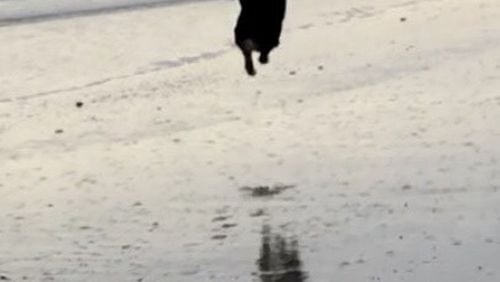 “This is our dog Weston jumping for a ball on the beach in Hilton Head while there with our family,” wrote Jim Jones. “It was the first time he ever experienced the beach and he had the time of his life!”