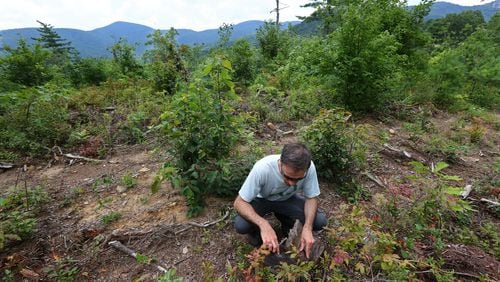 Jess Riddle, of Georgia ForestWatch, checks the age of a tree stump on a partially timbered mountain ridge in the Warwoman Wildlife Management Area. CURTIS COMPTON / CCOMPTON@AJC.COM