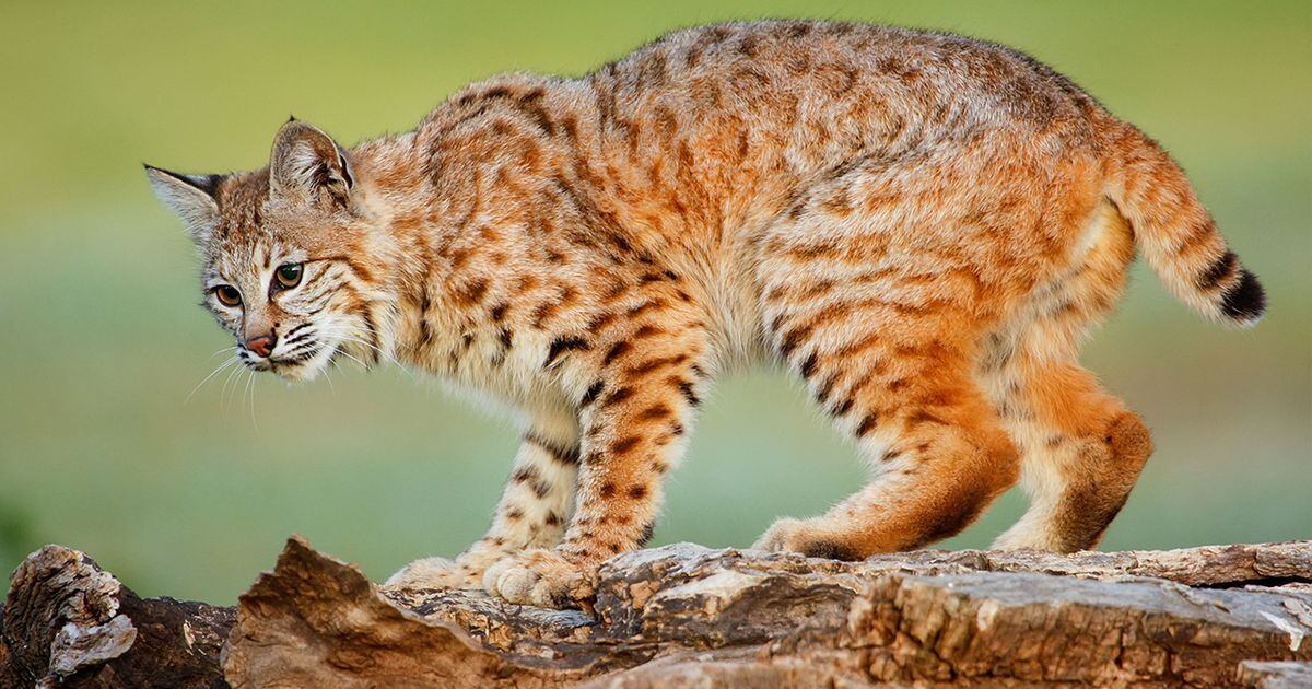 New Jersey Fish & Wildlife - Bobcat Trek DFW biologists recently learned  that a bobcat that they had tagged in Warren County NJ in 2014 as a  juvenile, was recaptured near Harrisburg