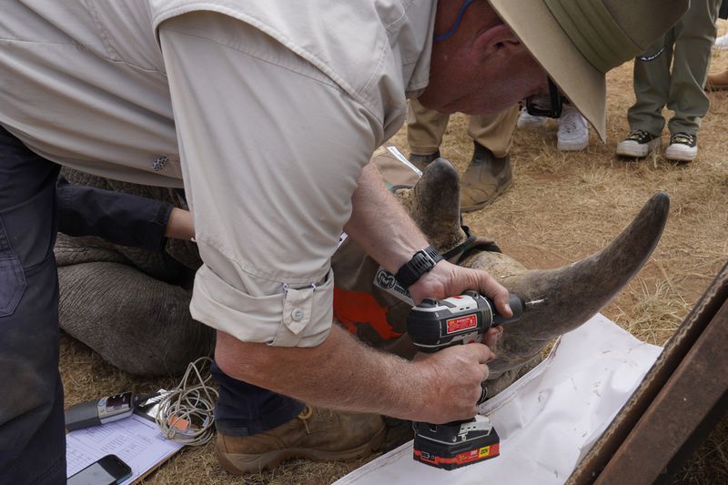 Professor James Larkin drills a hole into a rhinos horn to insert isotopes at a rhino orphanage in the country's northern province of Limpopo, Tuesday, June 25, 2024. Researchers have started the final phase of a research project aimed at reducing rhino poaching by inserting radioisotopes into rhino horns to devalue one of the most highly trafficked wildlife commodities. (AP Photo/Denis Farrell)