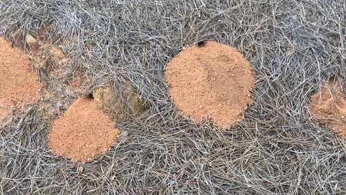 Female cicada killer wasps remove a prodigious amount of soil for their nests. During the nesting period, they may bring up several pounds of soil, which is piled at the nest opening. (Courtesy of Rick Cothran)