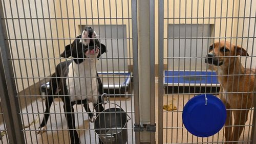 Dogs are held as poops are shown in the cages at the Dekalb County Animal Services, Thursday, October 5, 2023, in Chamblee. The DeKalb shelter is run by a nonprofit contractor, Lifeline. But lately, severe overcrowding has led to higher euthanasia rates and urgent pleas for people to adopt or foster to get dogs out of the shelter. (Hyosub Shin / Hyosub.Shin@ajc.com)