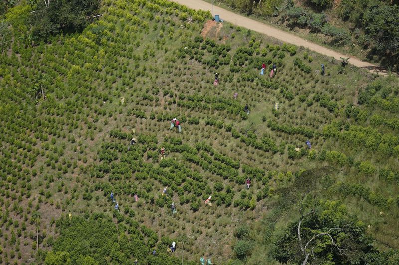 Farm laborers pick coca leaves on a hillside of the Micay Canyon, southwestern Colombia, Tuesday, Aug. 13, 2024. The Micay Canyon, which plays a key role in the illicit trade of both drugs and weapons, connects the Andes mountains and the Pacific Ocean along dozens of remote trails used to bring cocaine to small ports where it is loaded unto homemade submarines heading to Central America. (AP Photo/Fernando Vergara)