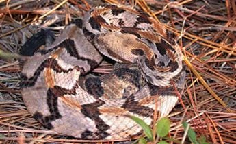 Venomous snakes of Georgia