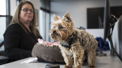 Natasha, an 11-year-old Yorkshire terrier, walks to the edge of the desk as her owner Jeannie Floer, an occupancy planner for Ford Land, turns around to check on her during work at Ford Land at Fairlane Plaza South in Dearborn, Friday, Nov. 30, 2018. (Junfu Han/Detroit Free Press/TNS)