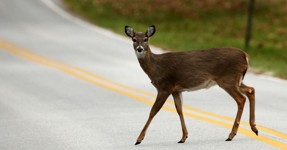 Iowa Department of Transportation on deer crossing signs