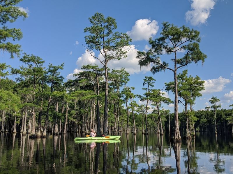 Cypress trees tower above a kayaker on George L. Smith State Park's black water. The park offers beautiful scenery and an abundance of wildlife for campers to see.