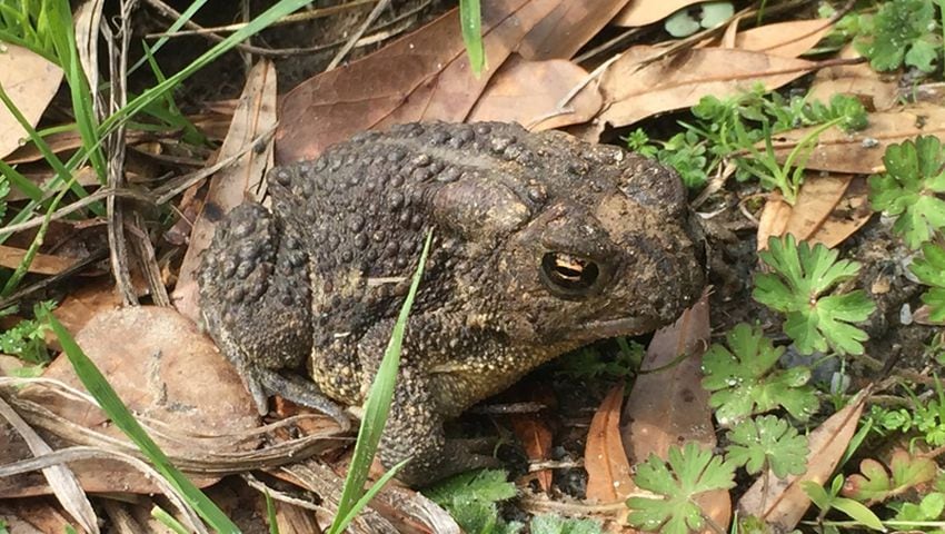 Frogs and Toads - Chattahoochee River National Recreation Area