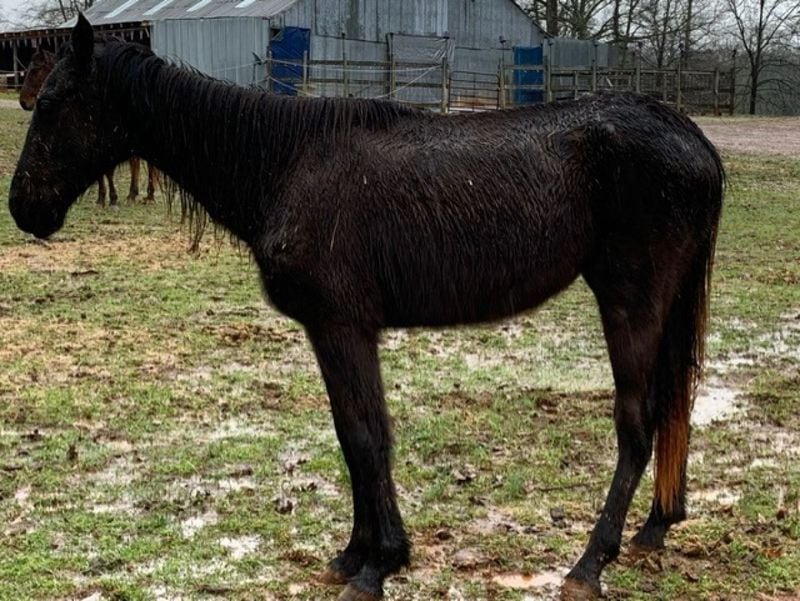 The care of all 22 animals is being overseen by animal control officials with the help of local and state organizations. 