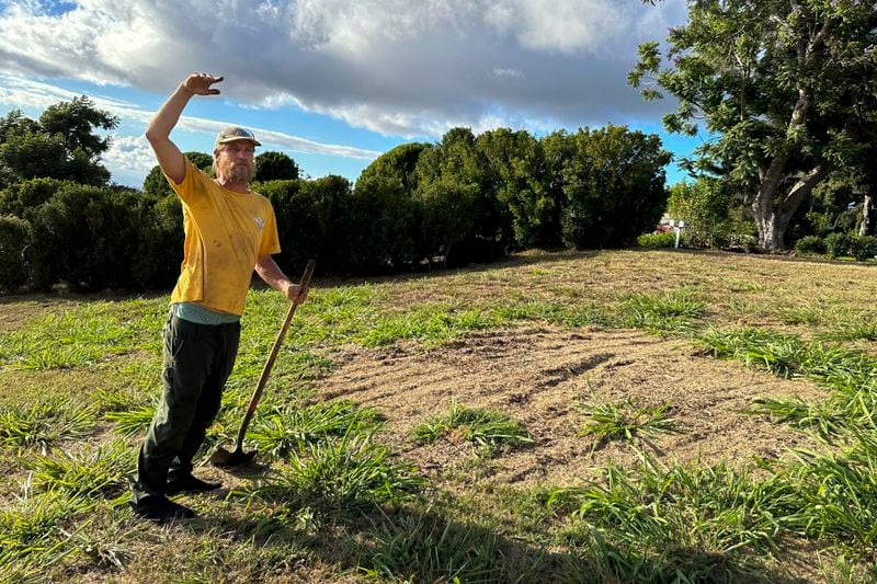 Chris Cole raises an arm to show how high invasive grass can grow on a vacant plot of land near his home on Thursday, July 18, 2024, in Kula, Hawaii. (AP Photo/Jennifer Sinco Kelleher)