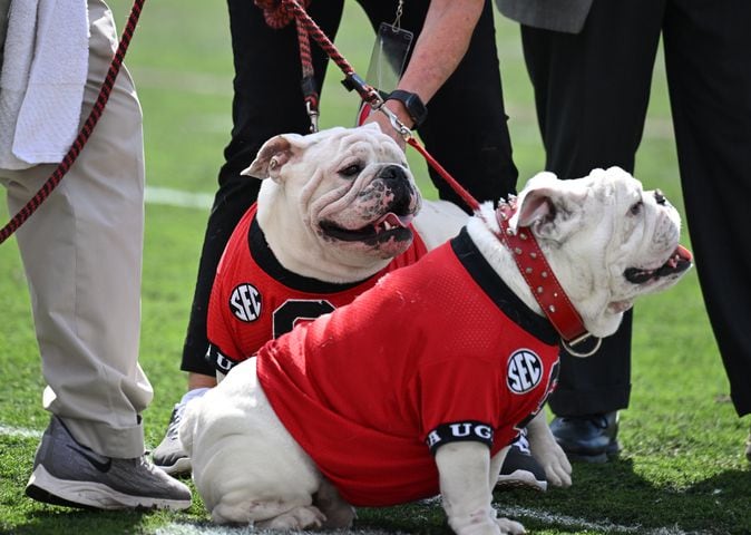 Boom! Uga XI Dog House Photo