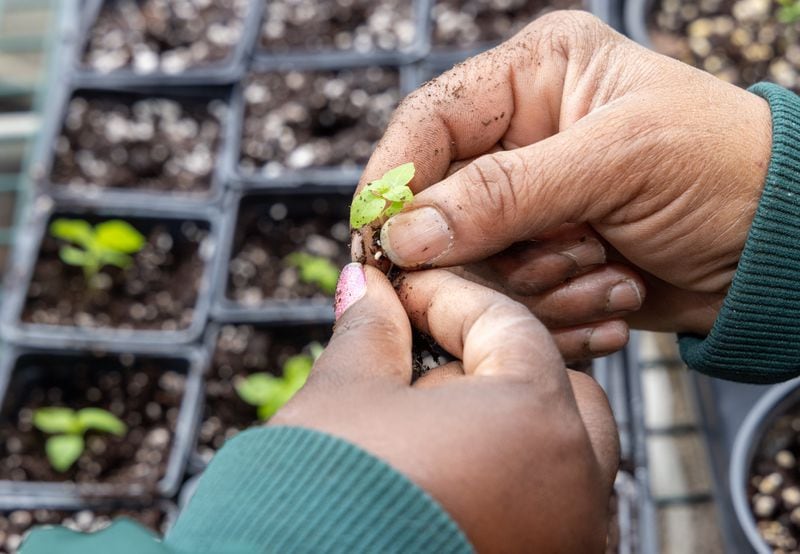 Elaine Lyons transplant basil at the Friendship Center of Atlanta. 
 PHIL SKINNER FOR THE ATLANTA JOURNAL-CONSTITUTION