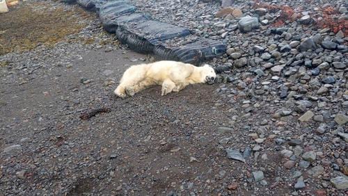 This handout photo shows a polar bear that was shot by the police after being considered a threat to people nearby, authorities said, in Westfjords, Iceland, Thursday Sept. 19, 2024. The bear was shot near a summer home in the Westfjords in the north west tip of Iceland. (Ingvar Jakobsson via AP)