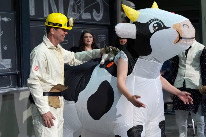 A performer places a stuffed toy cat on an inflatable cow, Thursday, Sept. 12, 2024, to demonstrate exploding a paper bag next to a cat that's standing on the back of a cow, to explore how and when cows spew their milk, at the Ig Nobel Prize ceremony on the campus of Massachusetts Institute of Technology, in Cambridge, Mass. (AP Photo/Steven Senne)