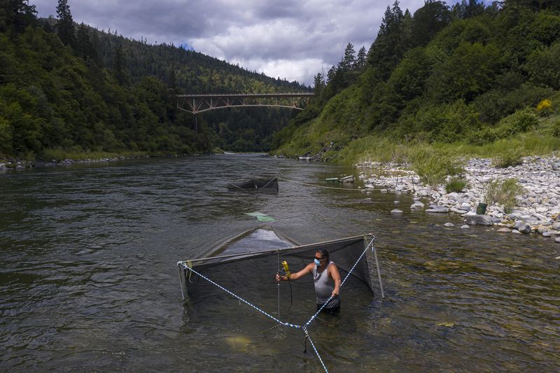 FILE - Gilbert Myers takes a water temperature reading at a chinook salmon trap in the lower Klamath River in California on June 8, 2021. (AP Photo/Nathan Howard, File)