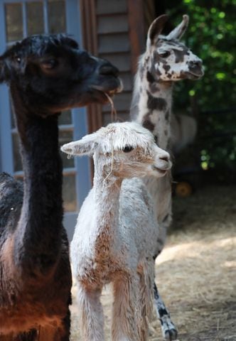 Atlanta Airbnb with llamas inside a bamboo forest