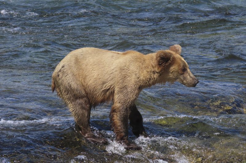 This image provided by the National Park Service shows 909 Jr. at Katmai National Park in Alaska on July 2, 2024. (T. Carmack/National Park Service via AP)