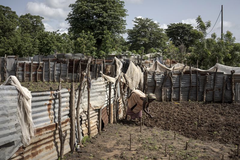 A woman farms in Kwinella village, Gambia, where many have migrated from, on July 27, 2024. (AP Photo/Annika Hammerschlag)