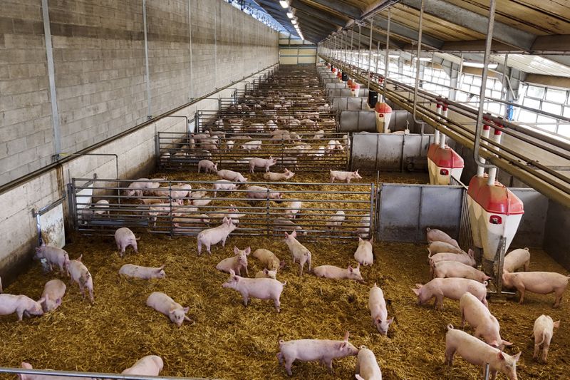 Pigs roam in a shed of the Piggly farm in Pegognaga, near Mantova, northern Italy, Wednesday, Sept. 25, 2024. (AP Photo/Luca Bruno)