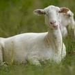 A sheep from a flock called the Chew Crew is seen on the Cumberland River bank Tuesday, July 9, 2024, in Nashville, Tenn. The sheep are used to clear out overgrown weeds and invasive plants in the city's parks, greenways and cemeteries. (AP Photo/George Walker IV)