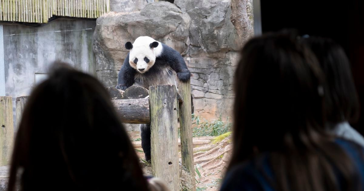 New Giant Pandas Bao Li and Qing Bao Heading to Smithsonian National Zoo: A New Chapter in US-China Panda Diplomacy