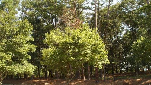 Red maples, like dogwoods,, have a relatively short life in modern suburban landscapes. The accumulated stresses of the urban environment usually cause decline.
Courtesy of  Mike Twilling