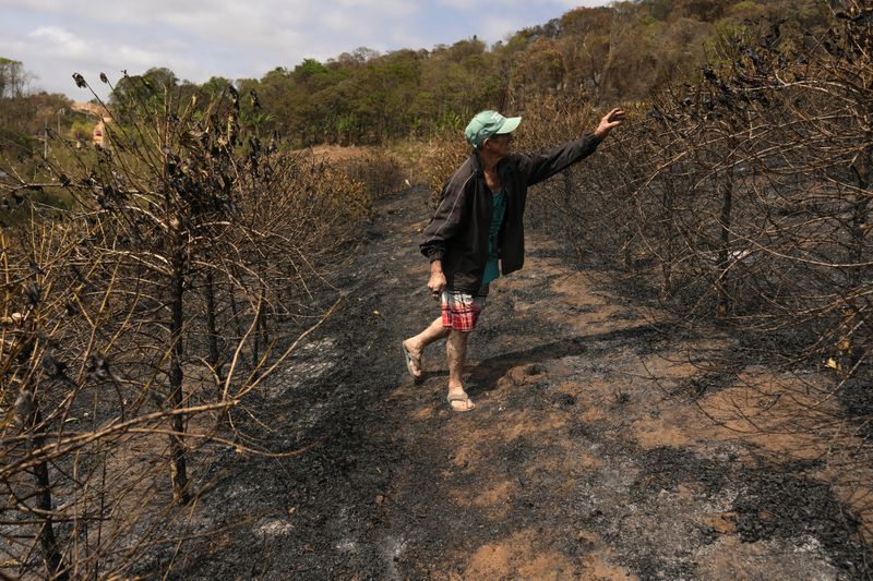 Coffee producer Joao Rodrigues Martins inspects his plantation consumed by wildfires in a rural area of Caconde, Sao Paulo state, Brazil, Wednesday, Sept. 18, 2024. (AP Photo/Andre Penner)