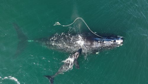 An endangered right whale named "Snow Cone" and her calf were sighted about 10 nautical miles off Cumberland Island, Ga., on Dec. 2, 2021. (Georgia DNR/taken under NOAA permit 20556)
