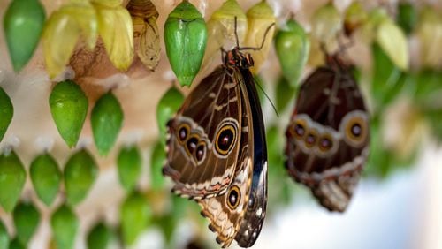 Newly emerged Blue Morpho butterflies are with others a chrysalis state in. Tom Gralish/TNS