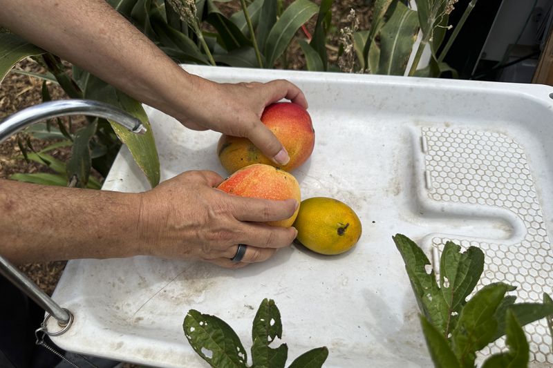 Eddy Garcia places mangoes from his farm in a sink in Lahaina, Hawaii on Thursday, July 18, 2024. (AP Photo/Jennifer Sinco Kelleher)