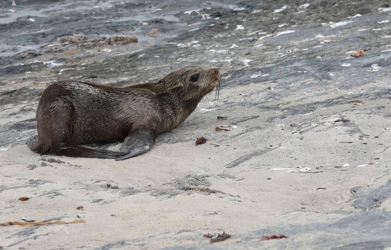 A Cape fur seal on Seal Island near Cape Town, South Africa, Sunday, Nov. 22, 2020. (AP Photo/Nardus Engelbrecht)