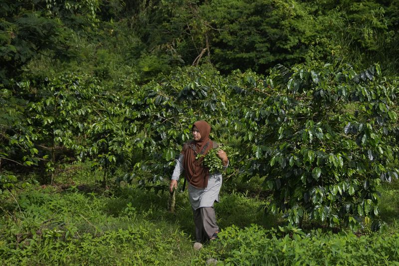 Asmiah, a member of a female ranger group, collects watercress to be cooked, at a coffee field in Damaran Baru, Aceh province, Indonesia, Wednesday, May 8, 2024. Farmers harvest coffee and vegetables from mountainside shrubs and the water flowing from the mountainside provides water for drinking and cooking. (AP Photo/Dita Alangkara)