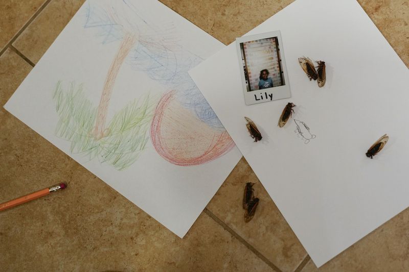 A picture of Lily Tolley, 6, is visible among her drawings and some cicadas on the kitchen floor of her home on Wednesday, June 5, 2024, in Springfield, Ill. She can tell the difference between the mute females and noisy males, what the cicada parts are and how it feels "a little prickly" when a cicada walks on you. (AP Photo/Carolyn Kaster)