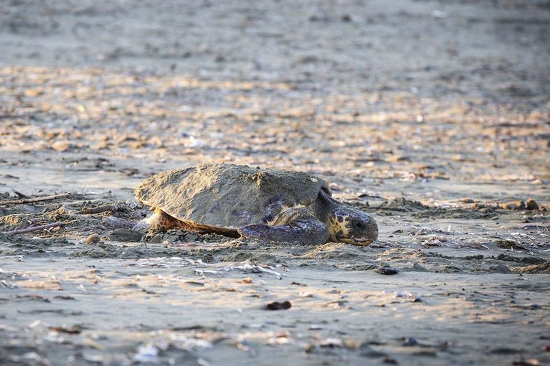 This image provided by the British Bases Media and Communications Office on Tuesday, Sept, 17, 2024, shows a turtle on the beach, by the Akrotiri British base area, near the coastal city of Limassol, Cyprus. (British Bases Media and Communications Office via AP)