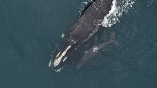 Right whale Catalog #3260 ‘Skittle’ and calf sighted approximately 25 nautical miles off Kure Beach, NC on Feb. 16, 2024. (Courtesy of Clearwater Marine Aquarium Research Institute, taken under NOAA permit #26919/Funded by US Army Corps of Engineers)