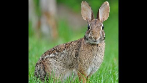 The Eastern cottontail (shown here) is the model for the Easter Bunny. Of the four rabbit species in Georgia, the Eastern cottontail is the most common and widespread. (Courtesy of Gareth Rasberry/Creative Commons)