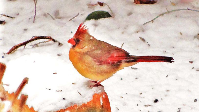 WILD GEORGIA: Why Northern cardinal is called the bird of Christmas