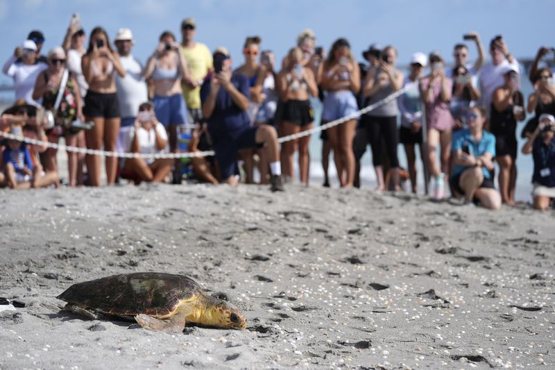 Willow, a subadult loggerhead sea turtle, makes her way past a crowd of onlookers, back into the ocean after being treated at the Loggerhead Marinelife Center, Wednesday, Aug. 21, 2024, in Juno Beach, Fla. (AP Photo/Wilfredo Lee)