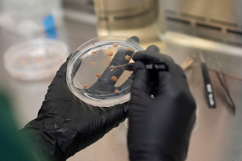 California Cultured lab technician Aubrey McKeand works on cell cultures in the company's lab in West Sacramento, Calif., Wednesday, Aug. 28, 2024. (AP Photo/Jeff Chiu)