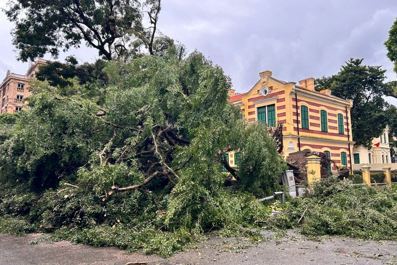 A tree uprooted by Typhoon Yagi lies on a road in Hanoi, Vietnam, Sunday, Sept. 8, 2024. (AP Photo/Aniruddha Ghosal)