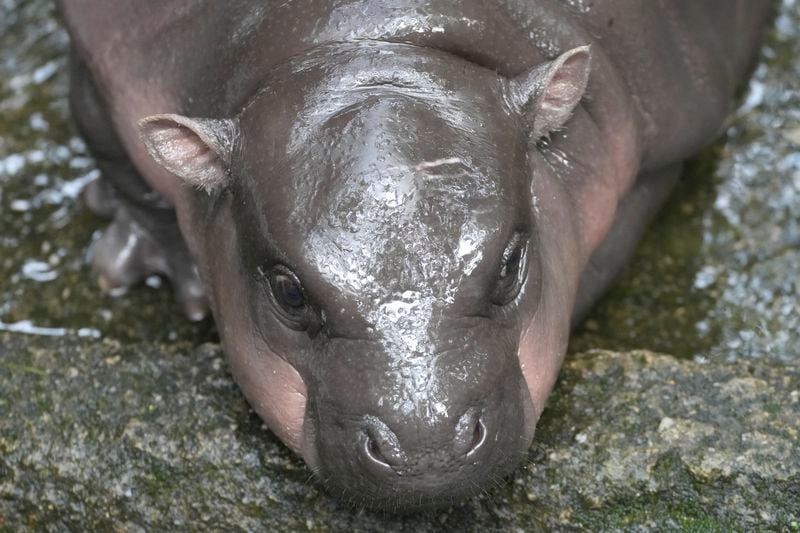 Two-month-old baby hippo Moo Deng lays down on the ground at the Khao Kheow Open Zoo in Chonburi province, Thailand, Thursday, Sept. 19, 2024. (AP Photo/Sakchai Lalit)