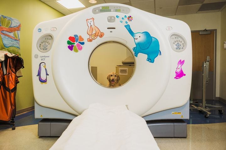 Casper the therapy dog