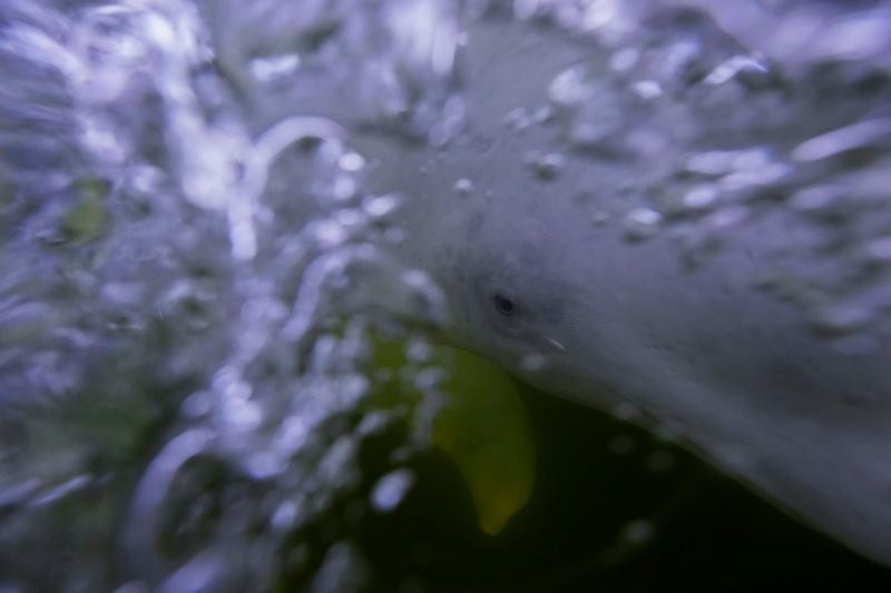 A beluga whale swims through the Churchill River, Sunday, Aug. 4, 2024, near Churchill, Manitoba. (AP Photo/Joshua A. Bickel)